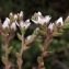  Liliane Roubaudi - Sedum anglicum Huds. [1778]