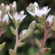  Liliane Roubaudi - Sedum anglicum Huds. [1778]