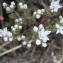  Liliane Roubaudi - Sedum anglicum Huds. [1778]