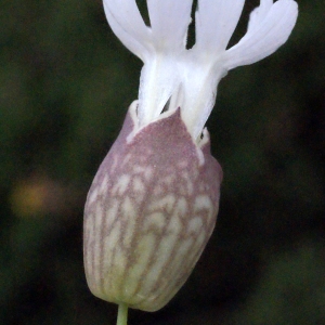 Photographie n°329985 du taxon Silene uniflora Roth [1794]