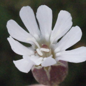 Photographie n°329986 du taxon Silene uniflora Roth [1794]