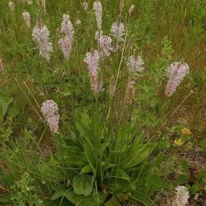 Photographie n°329988 du taxon Plantago media L.