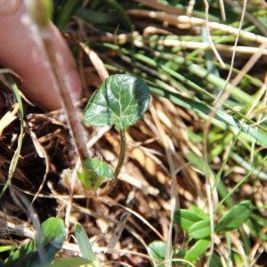 Photographie n°329991 du taxon Erigeron alpinus L. [1753]