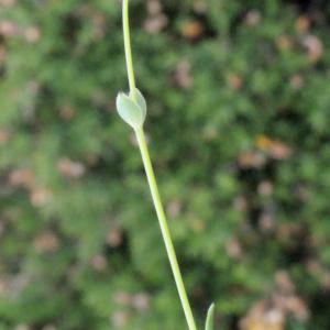 Photographie n°329996 du taxon Silene uniflora Roth [1794]