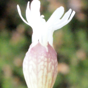 Photographie n°329998 du taxon Silene uniflora Roth [1794]