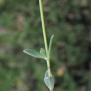 Photographie n°329999 du taxon Silene uniflora Roth [1794]