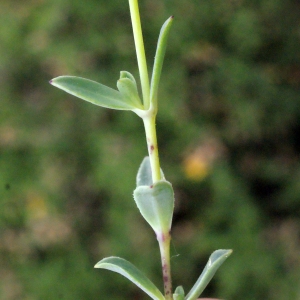 Photographie n°330001 du taxon Silene uniflora Roth [1794]