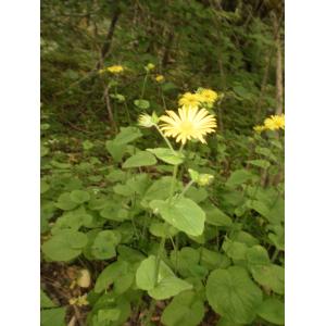 Doronicum ×pardalianchoides Bornm. & W.Koch (Doronic)