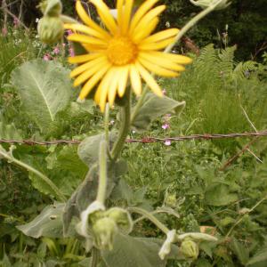 Photographie n°330014 du taxon Doronicum austriacum Jacq. [1774]