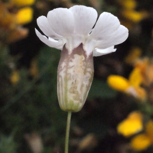 Photographie n°330016 du taxon Silene uniflora Roth [1794]