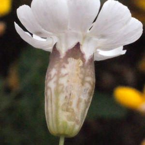 Photographie n°330018 du taxon Silene uniflora Roth [1794]