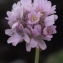  Liliane Roubaudi - Armeria maritima (Mill.) Willd. [1809]