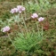  Liliane Roubaudi - Armeria maritima (Mill.) Willd. [1809]