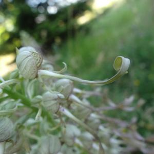 Photographie n°330260 du taxon Himantoglossum hircinum subsp. hircinum