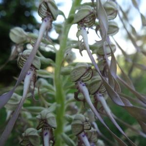 Photographie n°330263 du taxon Himantoglossum hircinum subsp. hircinum