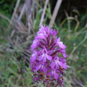 Photographie n°330285 du taxon Anacamptis pyramidalis (L.) Rich. [1817]