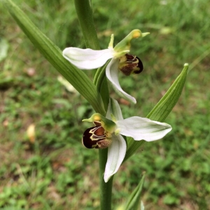 Photographie n°330320 du taxon Ophrys apifera Huds. [1762]