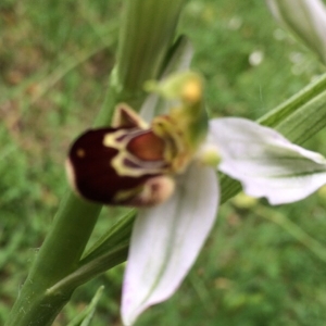 Photographie n°330322 du taxon Ophrys apifera Huds. [1762]