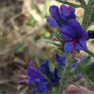 Photographie n°330330 du taxon Echium vulgare L. [1753]