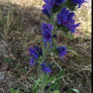 Photographie n°330332 du taxon Echium vulgare L. [1753]