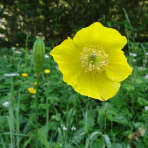 Photographie n°330341 du taxon Meconopsis cambrica (L.) Vig. [1814]