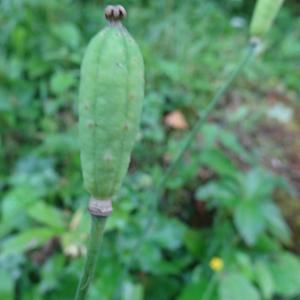 Photographie n°330343 du taxon Meconopsis cambrica (L.) Vig. [1814]