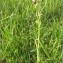 Pat Desnos - Ophrys aranifera subsp. aranifera 