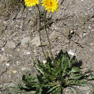 Photographie n°330431 du taxon Tolpis staticifolia (All.) Sch.Bip. [1861]