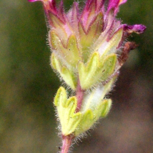 Photographie n°330445 du taxon Parentucellia latifolia (L.) Caruel