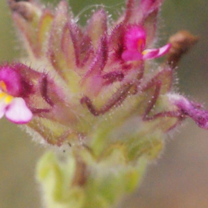 Photographie n°330450 du taxon Parentucellia latifolia (L.) Caruel