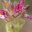  Liliane Roubaudi - Parentucellia latifolia (L.) Caruel