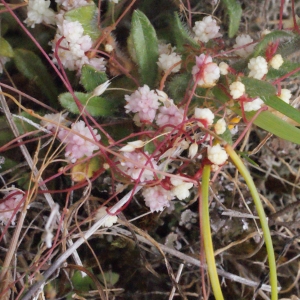 Photographie n°330459 du taxon Cuscuta planiflora Ten. [1829]