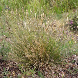 Photographie n°330470 du taxon Festuca huonii Auquier [1973]