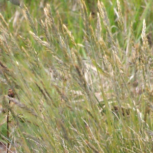 Photographie n°330473 du taxon Festuca huonii Auquier [1973]