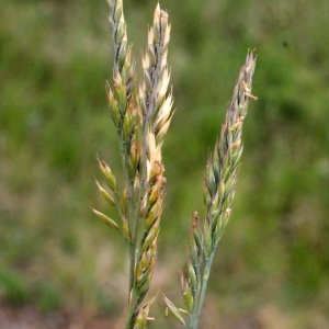 Photographie n°330475 du taxon Festuca huonii Auquier [1973]