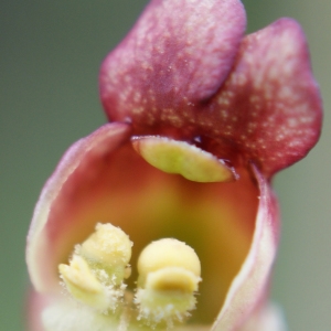 Scrophularia scorodonia f. glabrescens Cout. (Scrofulaire à feuilles de germandrée)