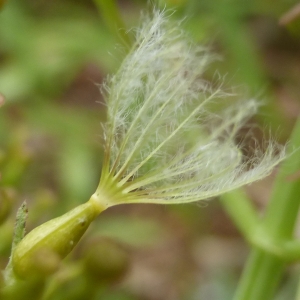 Photographie n°330706 du taxon Centranthus ruber (L.) DC. [1805]