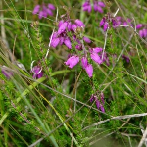 Photographie n°330747 du taxon Erica cinerea L. [1753]