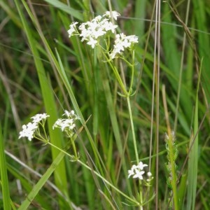 Photographie n°330749 du taxon Galium pumilum Murray [1770]