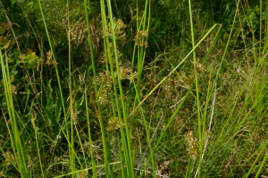 Jean-Luc Gorremans, le  9 juin 2015 (Boissise-la-Bertrand)