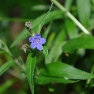 Photographie n°330760 du taxon Buglossoides purpurocaerulea (L.) I.M.Johnst. [1954]