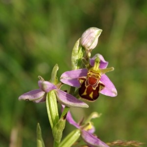 Photographie n°330761 du taxon Ophrys apifera Huds. [1762]