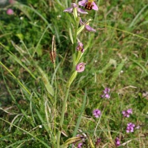 Photographie n°330762 du taxon Ophrys apifera Huds. [1762]