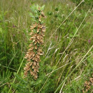 Photographie n°330768 du taxon Ulex minor Roth [1797]