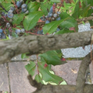 Photographie n°330803 du taxon Berberis aquifolium Pursh [1814]