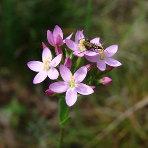 Photographie n°330845 du taxon Centaurium erythraea Rafn [1800]