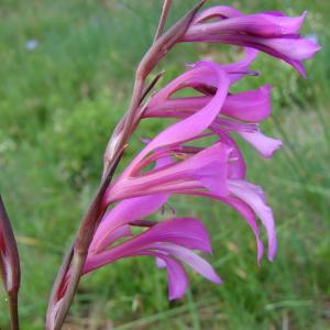 Photographie n°330851 du taxon Gladiolus italicus Mill. [1768]