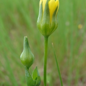  - Blackstonia imperfoliata (L.f.) Samp. [1913]