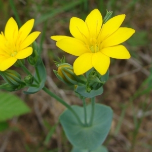  - Blackstonia perfoliata (L.) Huds.