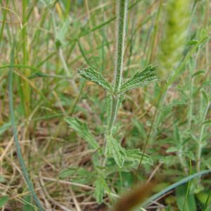 Photographie n°330868 du taxon Sideritis fruticulosa Pourr. [1788]